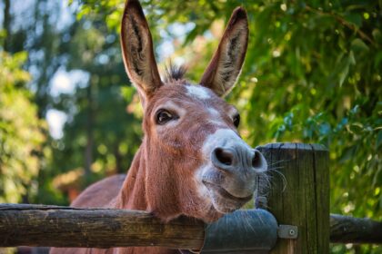 Braunschweig Zoo Esel