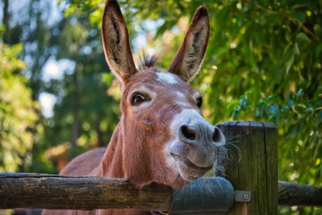 Braunschweig Zoo Esel