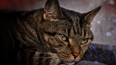 Mehrum Schooting - Kater Micky