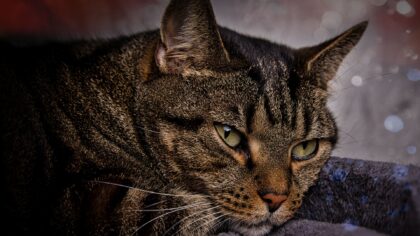 Mehrum Schooting - Kater Micky