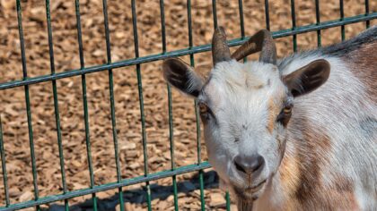 Braunschweig Zoo Ziegenbock