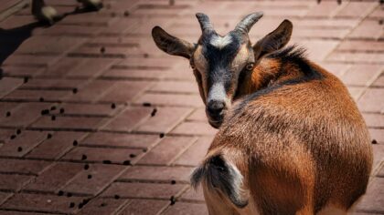 Braunschweig Zoo Ziegenbock