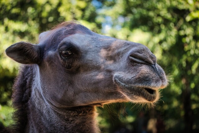 Edgar das Trampeltier